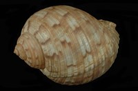 藏品(中華鶉螺)的圖片